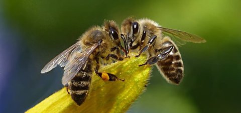 Dwie pszczoły na żółtym płatku