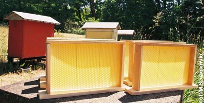 Ramki z wez� na tle uli