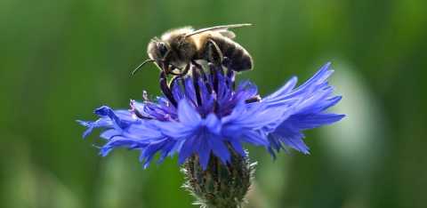 pszczoła na kwiecie chabru
