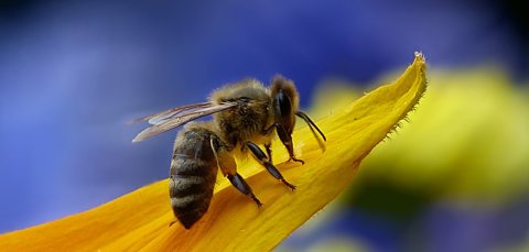 pszczoła na żółtym płatku