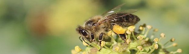 Pszczoła na kwiecie bluszczu