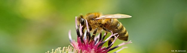 Pszczoła na kwiecie